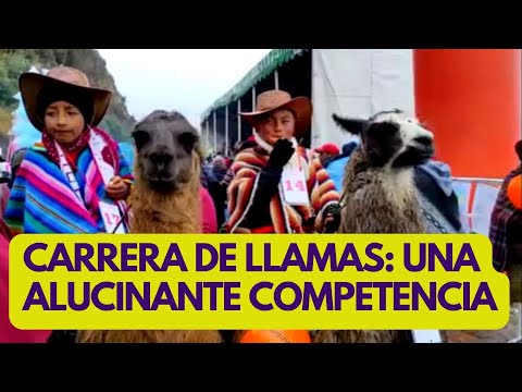 CARRERA DE LLAMAS: Ecuador y una original competencia