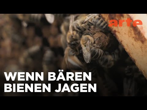 Slowenien, Land des Honigs | GEO Reportage Reupload | ARTE Fernweh