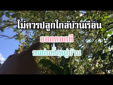 พญาสัตบรรณ(ตีนเป็ด)ไม่ควรปลู