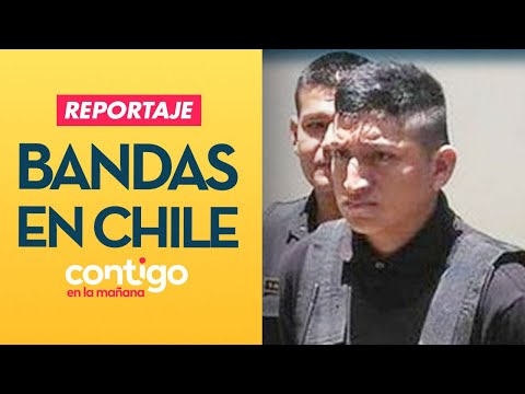 REPORTAJE | Bandas extranjeras en Chile: La lucha contra el crimen organizado - Contigo en la Mañana