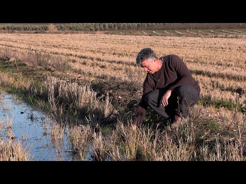 Arroceros extremeños en zona Zepa piden flexibilidad para cambiar de cultivo por la sequía