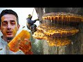 Nepal's Mad Honey That Causes Hallucinations (They climb to go insane)