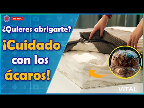 #EnVivo | Cuidado con los ÁCAROS: Guía para mantener tu ropa, sábanas y colchón libre de ellos
