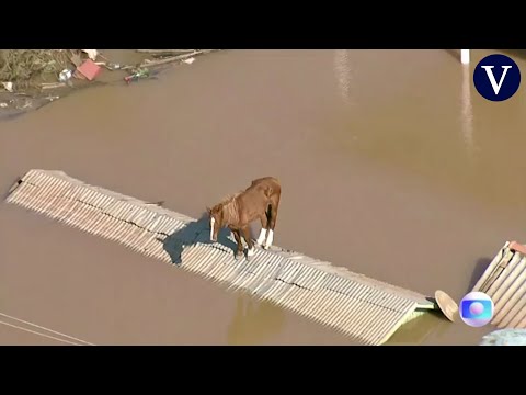 Insólita imagen de un caballo sobre un tejado en Brasil