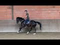 Dressage horse *VERKOCHT* Nero, 4-jarige zwarte ruin Negro x Tuschinski