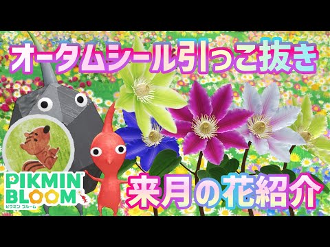 11月の季節の花が明らかに！そして、オータムシールピクミンをコンプするために苗を大量に引っこ抜く！【#ピクミンブルーム / #PikminBloom 】