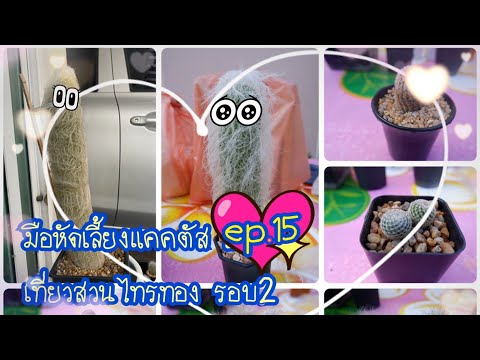 #มือใหม่หัดเลี้ยงแคคตัส-#สวนไท #มือใหม่หัดเลี้ยงแคคตัส-#สวนไท