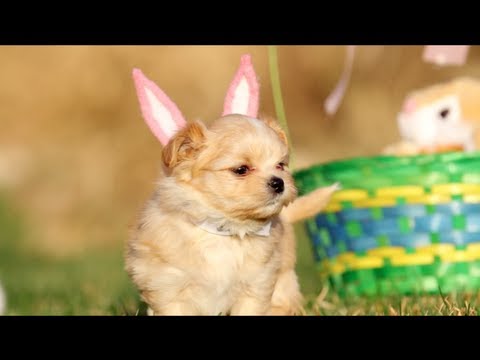 Puppy Easter | DEVINSUPERTRAMP