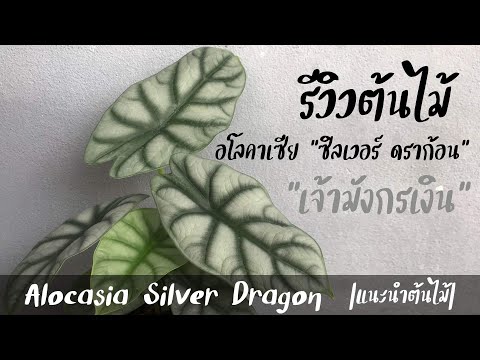 รีวิวต้นไม้-|-Alocasia-Silver-