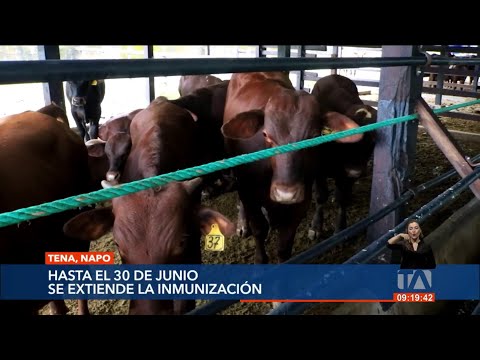 51 mil cabezas de ganado serán vacunados contra la fiebre aftosa en Napo