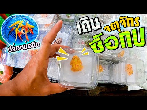 เดินจตุจักร-ซื้อกบฮอร์นฟร๊อก เดินจตุจักร-ซื้อกบฮอร์นฟร๊อก