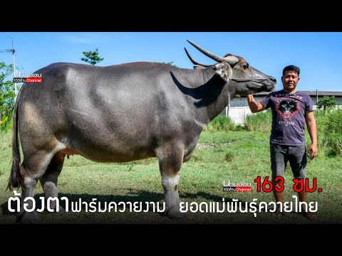 แม่พันธุ์-สูง-163-ใหญ่มากกกก-แ แม่พันธุ์-สูง-163-ใหญ่มากกกก-แ