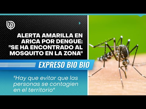 Alerta amarilla en Arica por dengue: Se ha encontrado al mosquito en la zona