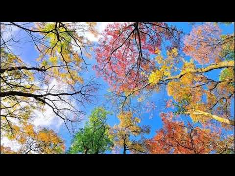 Forrest Frank  - Good Day (1 Hour Loop)