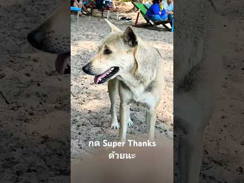 หมาขาวน้ำลายยืดกดSuperThanks