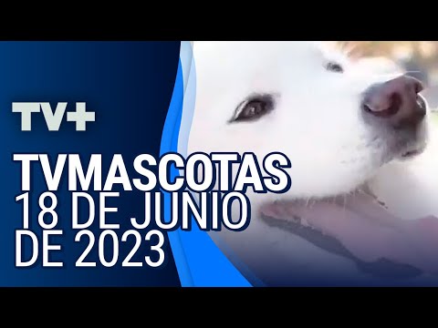TVMascotas | 18 de Junio de 2023