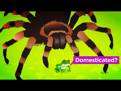 YouTube video thumbnail