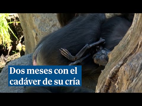 Una chimpancé del Bioparc de Valencia lleva en brazos el cadáver de su cría desde hace dos meses