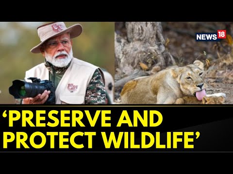 PM Narendra Modi Goes On Lion Safari At Gir Wildlife Sanctuary On World Wildlife Day | News18