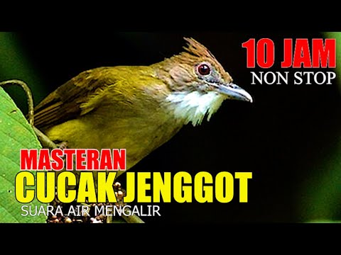MASTERAN CUCAK JENGGOT DURASI 10 JAM, CEPAT MASUK KEBURUNG KACER, MURAI BATU, CUCAK IJO