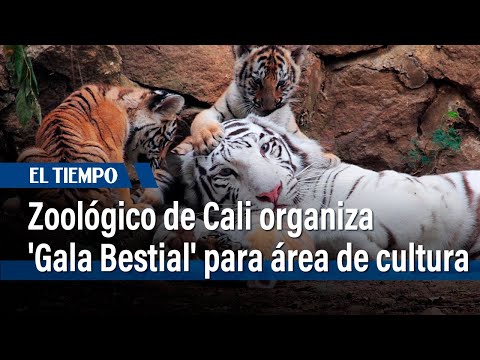 El Zoológico de Cali alista 'Gala Bestial' para construir espacio de cultura asiática | El Tiempo