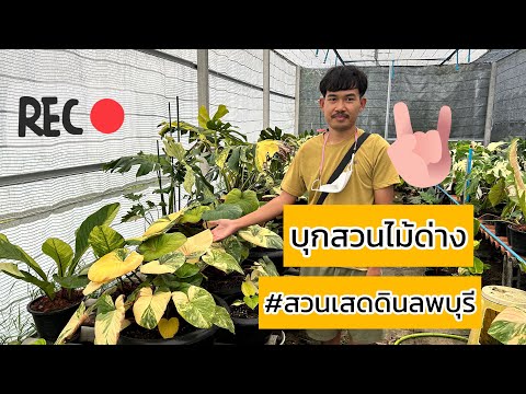 บุกสวนไม้ด่างลพบุรี(สวนเสดดิน