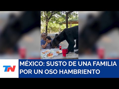 MÉXICO I Un oso le dio a una familia el susto de sus vidas en un picnic
