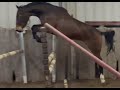 Show jumping horse 4 jarige Dominator 2000 Z merrie uit Elite merrie te koop