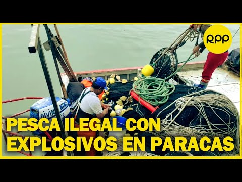 Pesca ilegal en Paracas: pesca con explosivos daña al ecosistema, matando a criaturas marinas