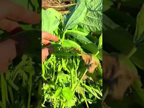 เก็บถั่วแขกแบบถอนรากถอนโคนเส