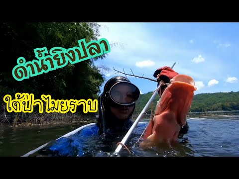 ดำน้ำยิงปลา-ใต้กอไมยราบใต้น้ำ ดำน้ำยิงปลา-ใต้กอไมยราบใต้น้ำ