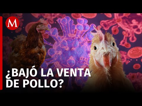 SADER descarta que influenza aviar AH5N5 comprometa abasto de pollo y huevo