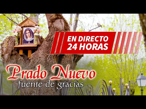 Prado Nuevo: Árbol de las Apariciones en Directo 24 Horas