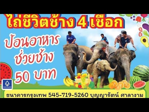 ป้อนอาหารออนไลน์ช่วยช้างตกงาน