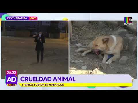 ¡Alto a la crueldad animal! Envenenaron a 3 canes