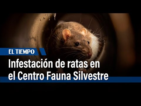 Infestación de ratas en el Centro de Atención de Fauna Silvestre | El Tiempo