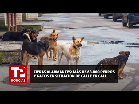 Cifras alarmantes: más de 63.000 perros y gatos en situación de calle |27.07.2024|TP Noticias