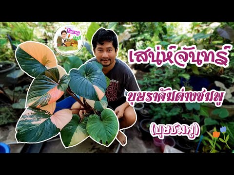 Funny Agri เกษตรอินดี้ เสน่ห์จันทร์บุษราคัมด่างชมพูบุษชมพูFunnyAgriEP.45