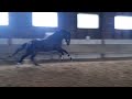 Dressage horse 4 jarige merrie just wimphof x san remo