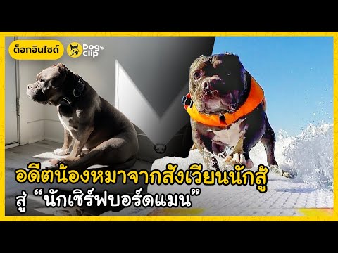 อดีตน้องหมาจากสังเวียนนักสู้-ส อดีตน้องหมาจากสังเวียนนักสู้-ส