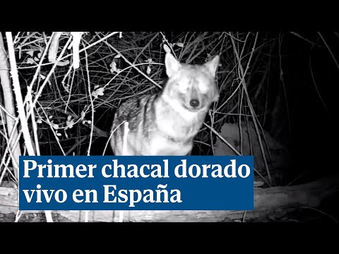 Aparece el primer chacal dorado vivo en España