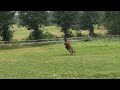 Springpaard Interesting Colt
