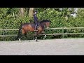 Dressage horse Talentvolle Jerveaux x Krack C merrie (2019) te koop!