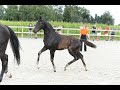花样骑术马匹 Prachtig hengstveulen v. For Romance uit moederlijn Kjento