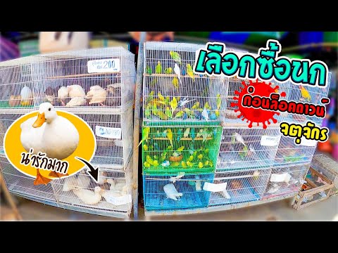 เดินตลาดสัตว์เลี้ยง-จตุจักร-ก่ เดินตลาดสัตว์เลี้ยง-จตุจักร-ก่