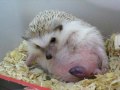 Hedgehog giving birth - BIRTHING PROCESS