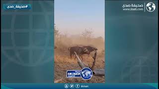 مواجهة شرسة مع الأسود