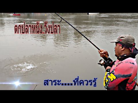 ตกปลาวังที่แม่น้ำเจ้าพระยา--เข ตกปลาวังที่แม่น้ำเจ้าพระยา--เข