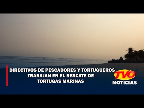 Directivos de pescadores y tortugueros trabajan en el rescate de tortugas marinas