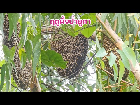 ล่าผึ้งหลวงในป่ายูคาเกาะต้นย